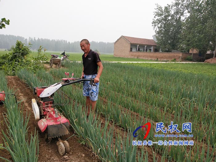 野岗镇东芒岗大葱种植助力脱贫有保障