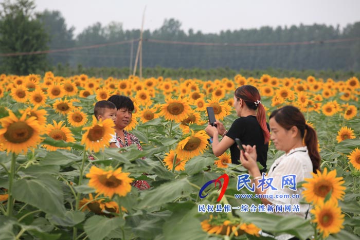 我县黄河故道生态廊道万余棵向日葵怒放 市民观赏流连忘返