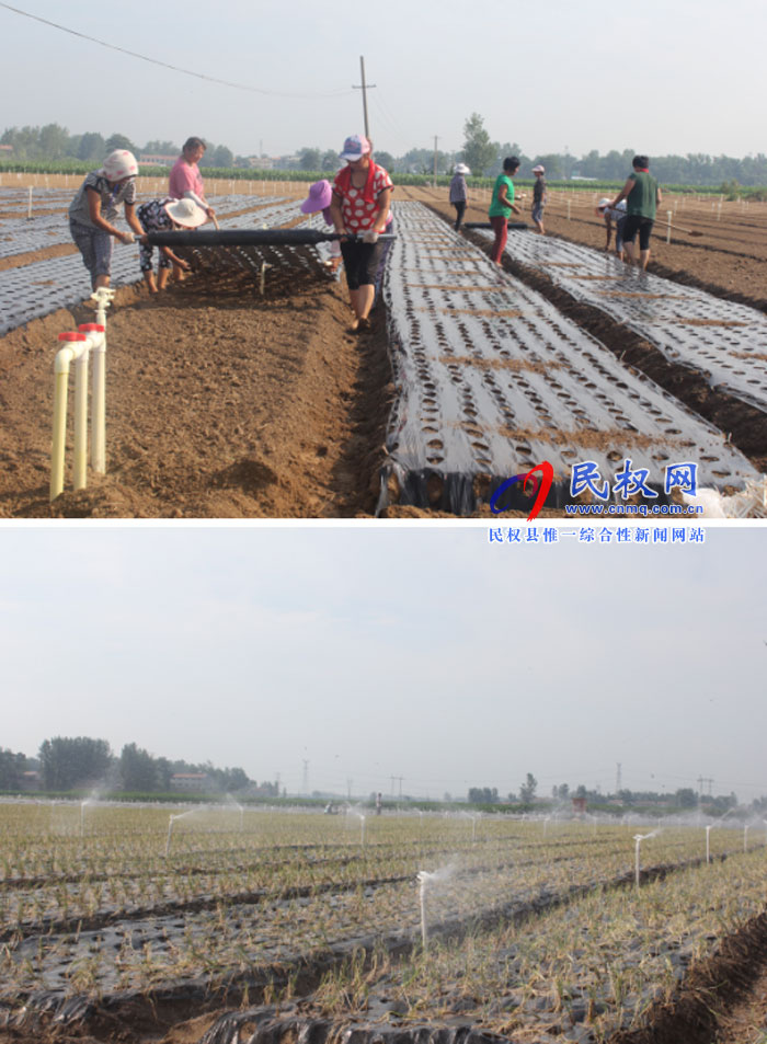 白云寺：香葱种植基地助推产业扶贫