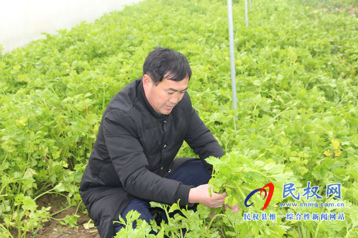 花园乡四大举措发展蔬菜大棚产业