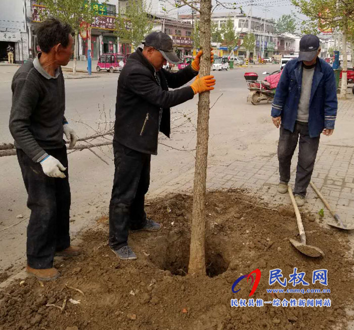 孙六镇：补植绿化树 扮靓镇域风景