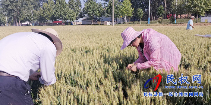 商丘市小麦测产专家组在民权进行小麦测产