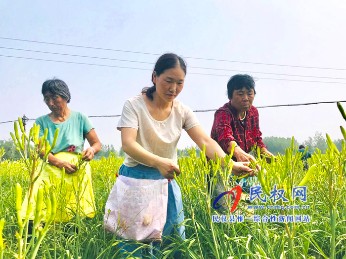 孙六镇：农民致富的“黄花菜”喜获丰收