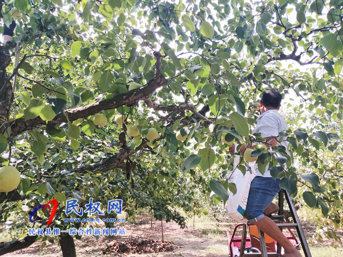 野岗镇万亩梨园迎来丰收时节