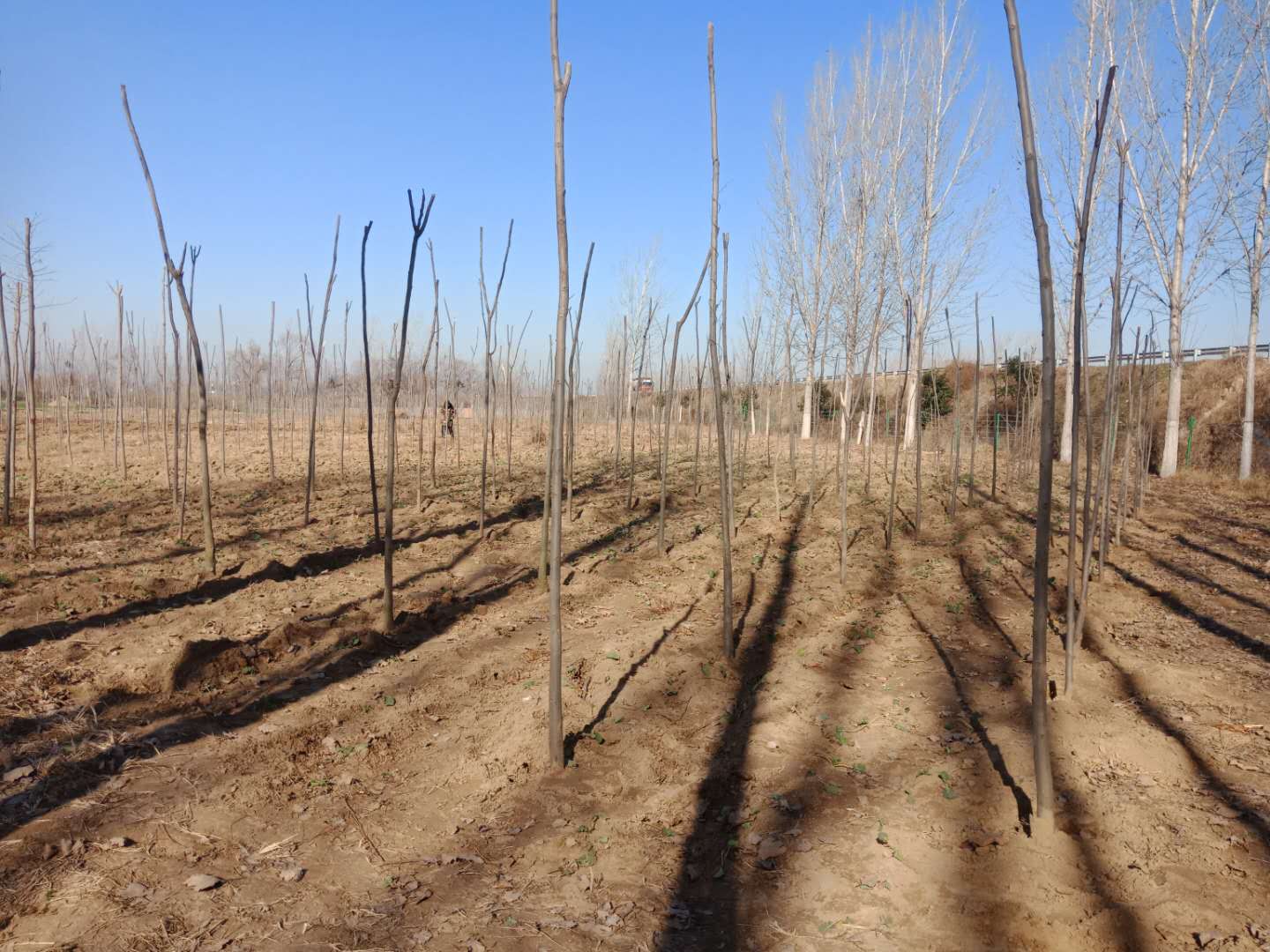 野岗镇：趁墒情高速沿线植树  防疫情持续加紧脚步