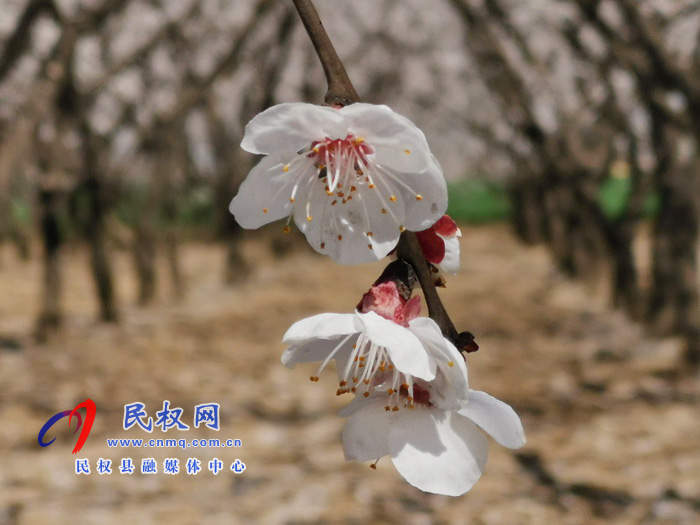 河南民权：杏花开 春意浓