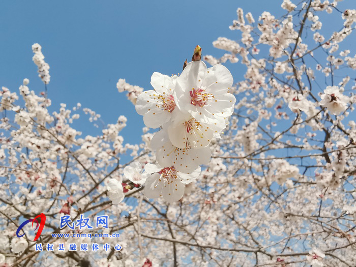 河南民权：杏花开 春意浓