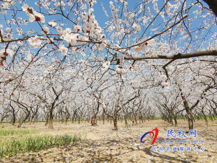 河南民权：杏花开 春意浓