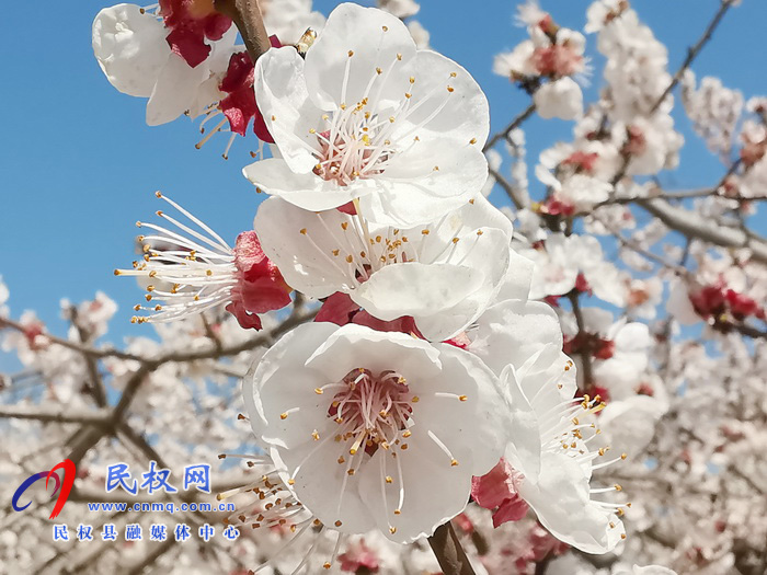 河南民权：杏花开 春意浓