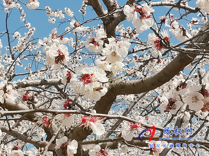 河南民权：杏花开 春意浓