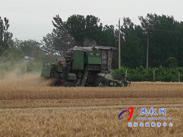 民权“三夏”生产进行时南华办事处启动麦收“第一镰”