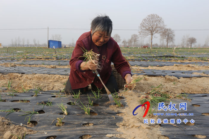 白云寺镇：香葱基地人备忙