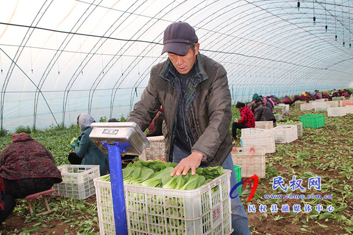 褚庙乡大棚蔬菜喜获丰收