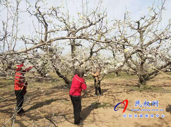 野岗镇：万亩梨园花正盛 赏花授粉正当时