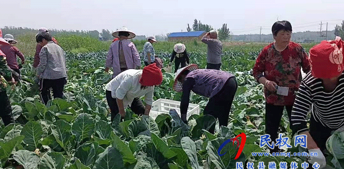 庄子镇种上西兰花 摘下“致富花”