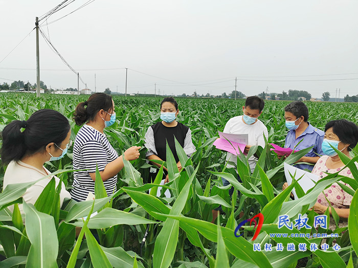 民权：技术专家走进田间地头 指导农民田间科学管理