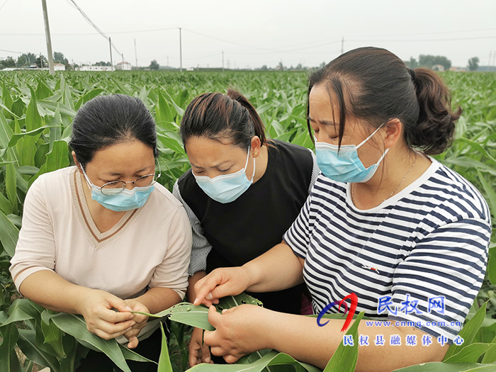 民权：技术专家走进田间地头 指导农民田间科学管理