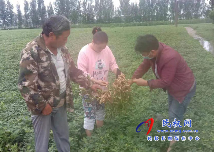 双塔镇：做好秋作物雨后田间管理工作