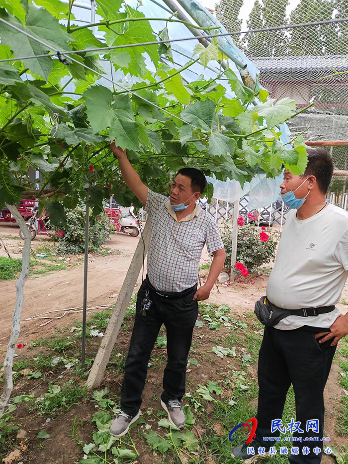 园艺站农技人员走进葡萄园进行疏果技术指导保障葡萄优质丰产