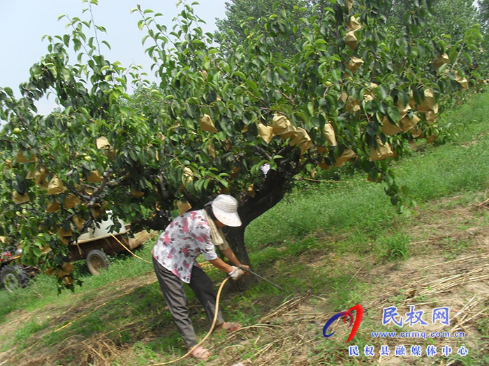 园艺站：重视果园夏管，组织技术人员进园入户进行指导