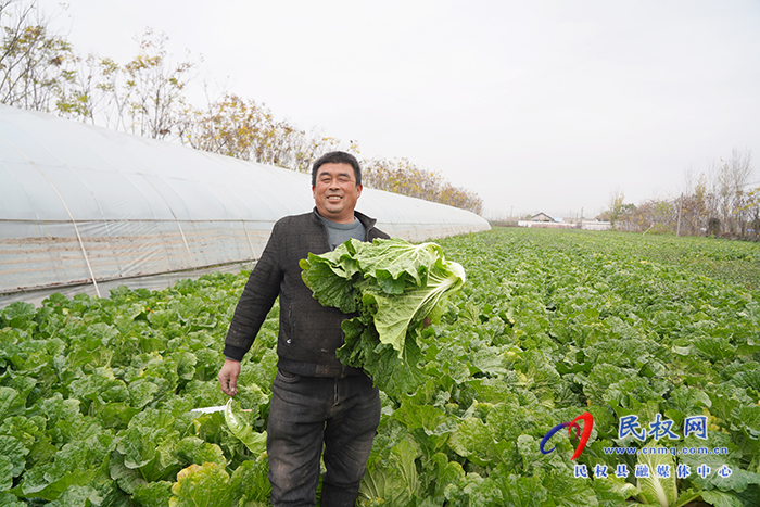 白菜喜丰收 菜农笑开颜