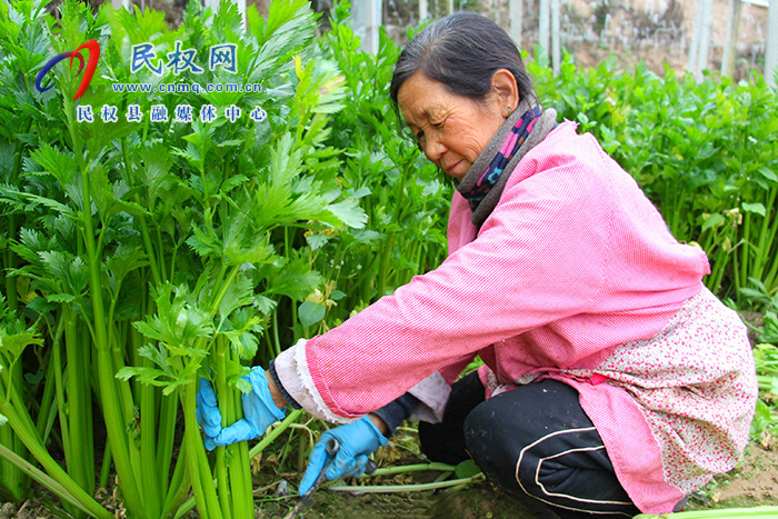 河南民权：大棚经济赋能乡村振兴新活力