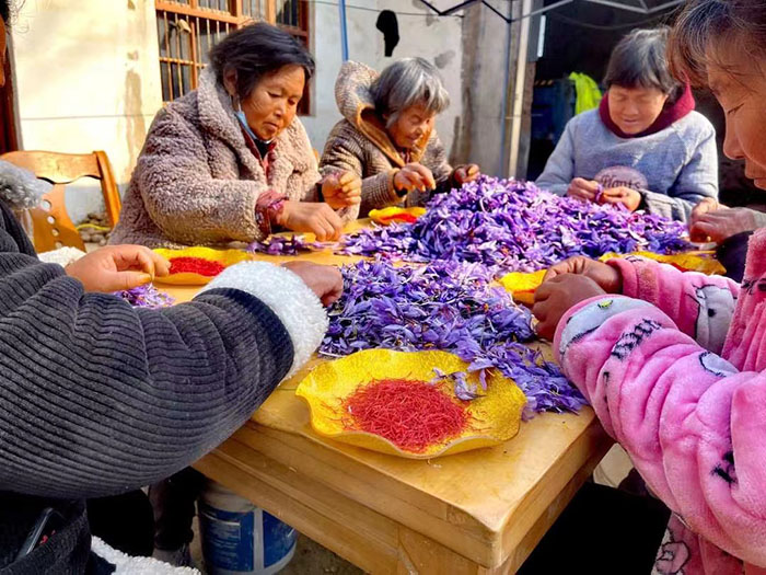 王桥镇: 藏红花迎来丰收季