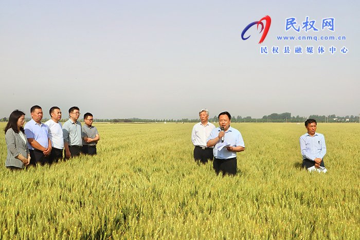 全省优质小麦单产提升暨规模化订单生产现场观摩会在民召开